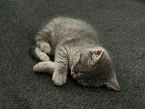 Quelles sont les bonnes raisons d'opter pour un berger blanc suisse ?