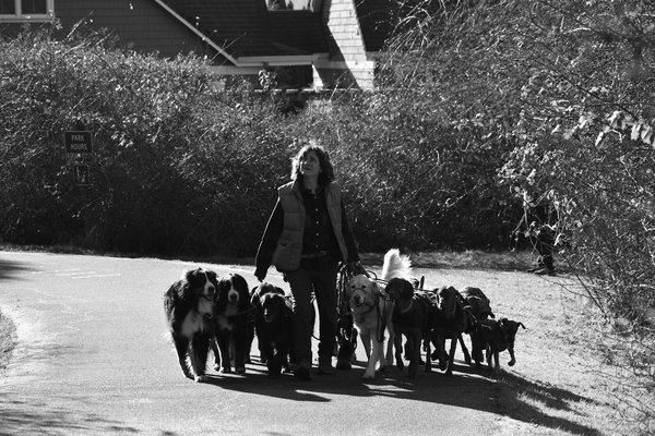 Protégez votre chien lors de vos déplacements avec une assurance voyage dédiée