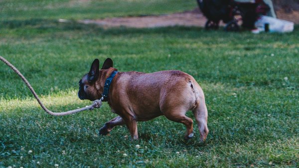 Conseils vétérinaires en ligne : guide pratique