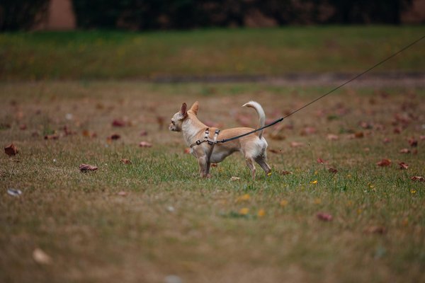 Quel animal bat le lion ?