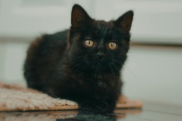 Comment protéger votre chien ?