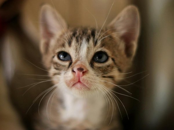 Alimentation et prix du berger américain nain