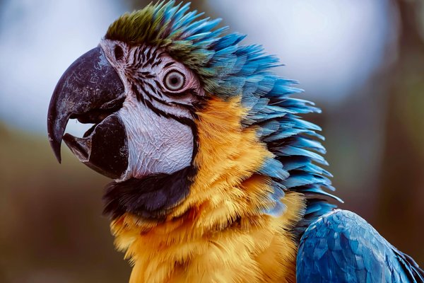 Croquettes chien senior tomojo : nutrition et écologie assurées