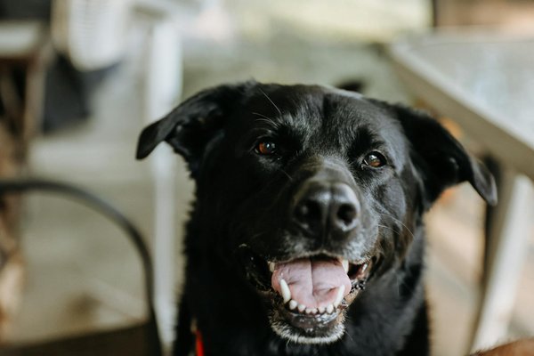 Quel animal est fidèle ?