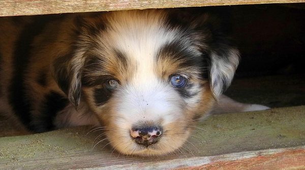 Alimentation et prix du berger américain nain